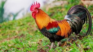 Mơ Thấy Gà Đánh Con Gì