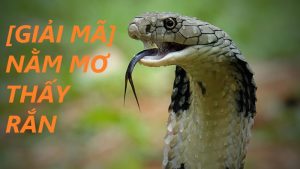 Mơ Thấy Rắn Đánh Con Gì