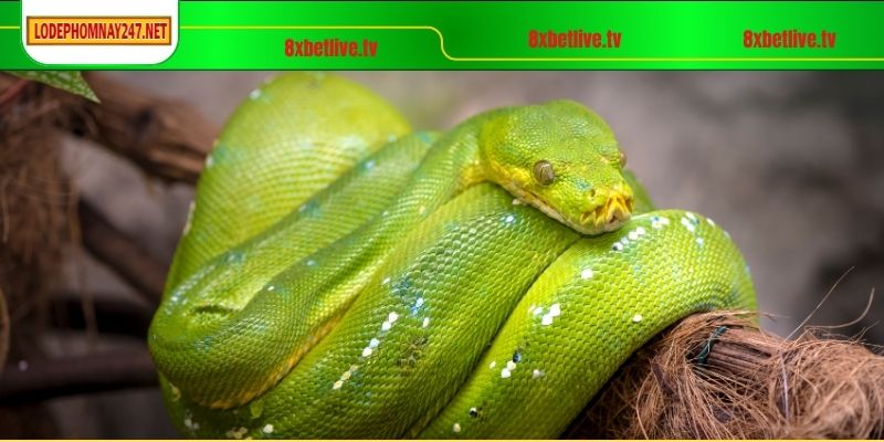 Bộ số tương ứng cho giấc mơ thấy rắn lớn