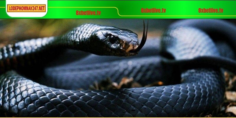 Tìm hiểu về các bộ số may mắn cho giấc mộng thấy trăn