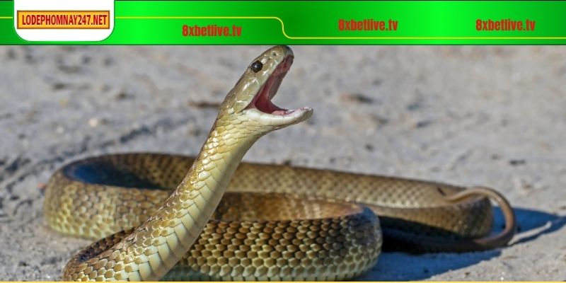 Cập nhật chi tiết các bộ số tương ứng cho giấc mộng thấy rắn cắn