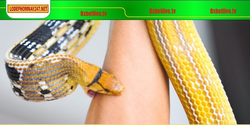Chi tiết về ý nghĩa cho giấc mơ thấy rắn cắn