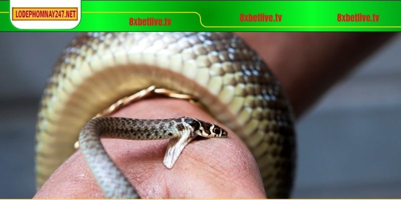 Đôi nét về hình ảnh rắn trong văn hóa Việt Nam