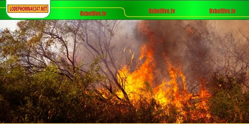 Giấc mộng thấy đám lửa và ý nghĩa đằng sau