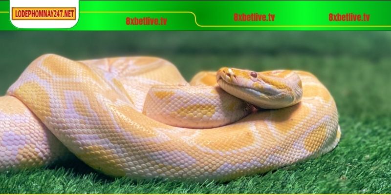 Ý nghĩa chi tiết cho giấc mơ thấy rắn to