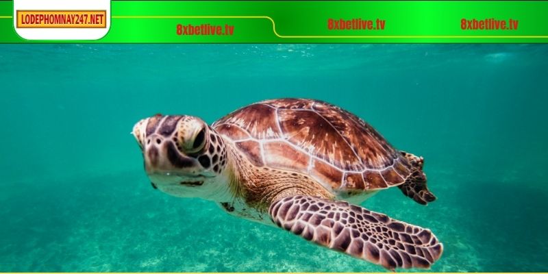 Ý nghĩa của giấc mơ thấy rùa là tốt hay xấu
